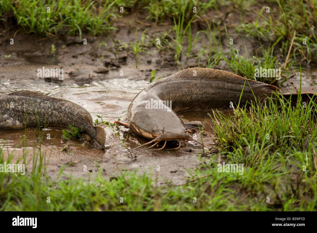 Balade de poisson-chat (Clarias batrachus) font leur chemin à travers la terre pour frayer dans les petits rainpools Banque D'Images