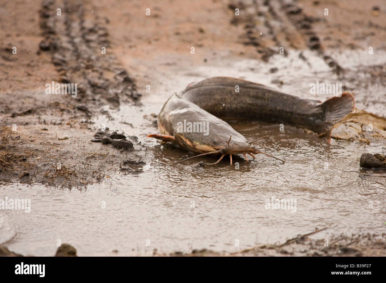 Balade de poisson-chat (Clarias batrachus) font leur chemin à travers la terre pour frayer dans les petits rainpools Banque D'Images