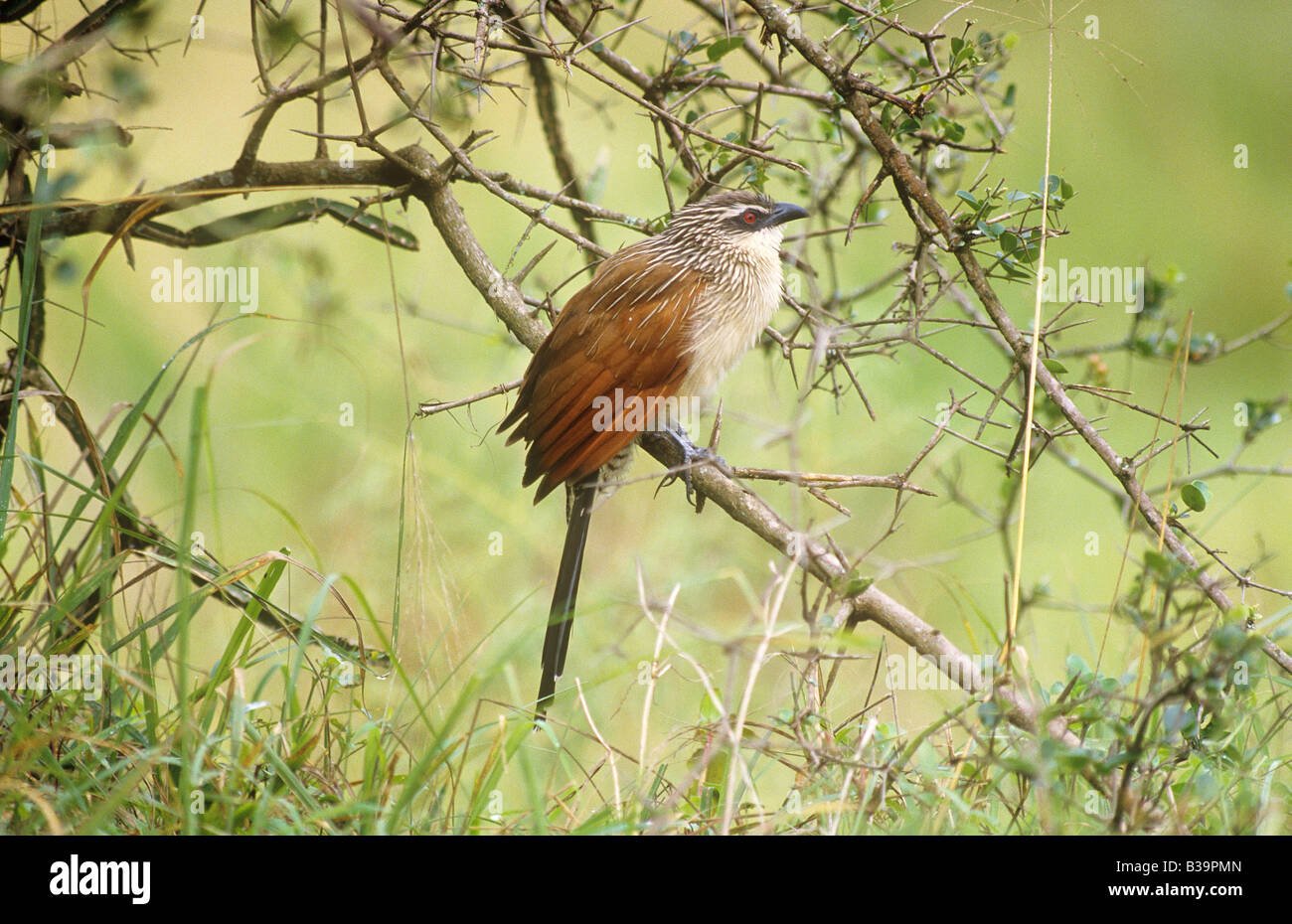 Coucal à sourcils blancs - sitting on branch / Centropus superciliosus Banque D'Images