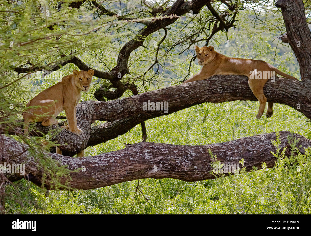 Les Lions femelle Panthera leo dans un arbre DU PARC NATIONAL DU LAC MANYARA TANZANIE Banque D'Images