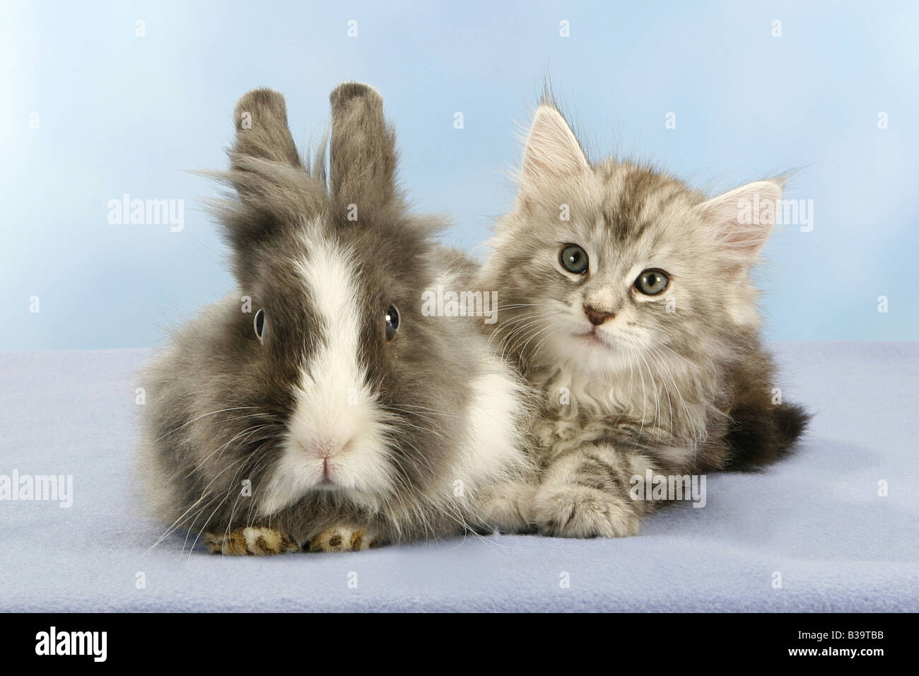 Amitie Animal Chat Norvegien Chaton A Cote De Lapin Nain A Tete De Lion Photo Stock Alamy Amitie Animal Chat Norvegien Chaton A Cote De Lapin Nain A Tete De Lion Photo Stock Alamy