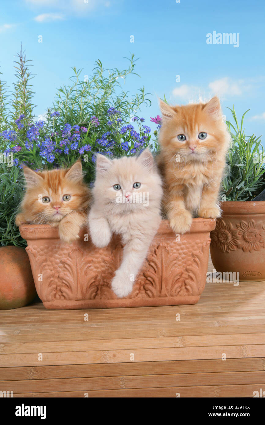 Trois chaton highlander - assise dans pot de fleurs Banque D'Images