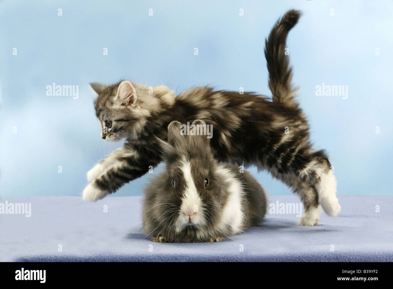 Amitie Animal Chat Norvegien Chaton Sautant Lapin Nain A Tete De Lion Photo Stock Alamy
