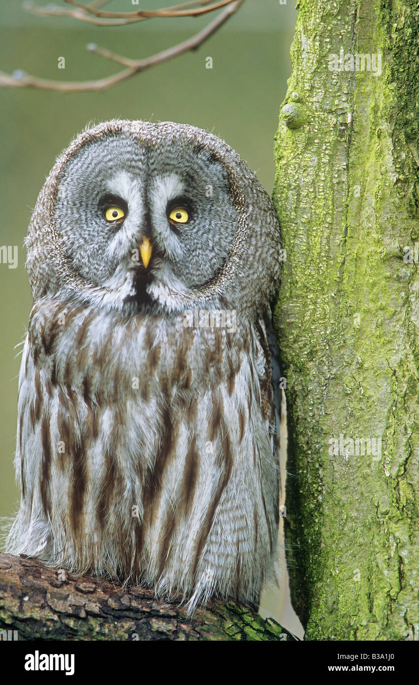 Chouette lapone - sitting on branch / Strix nebulosa Banque D'Images