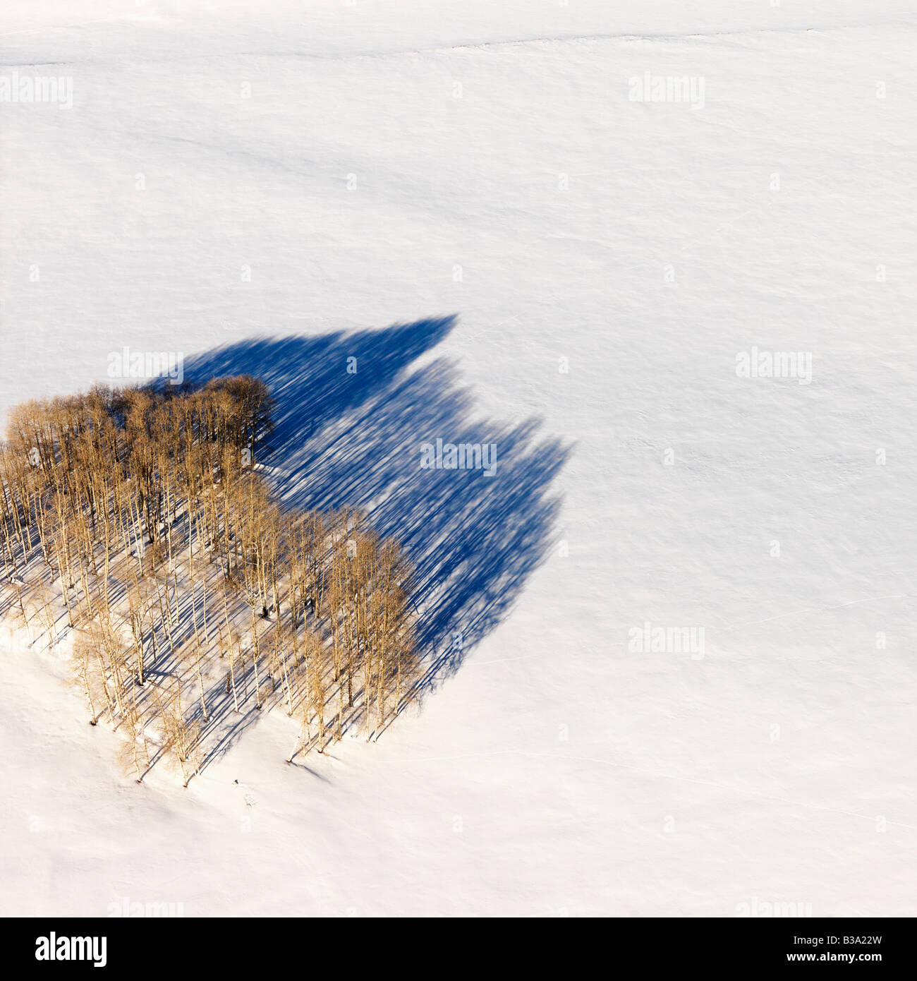 Paysage aérien de Lone Tree dans la neige du Colorado rural United States Banque D'Images