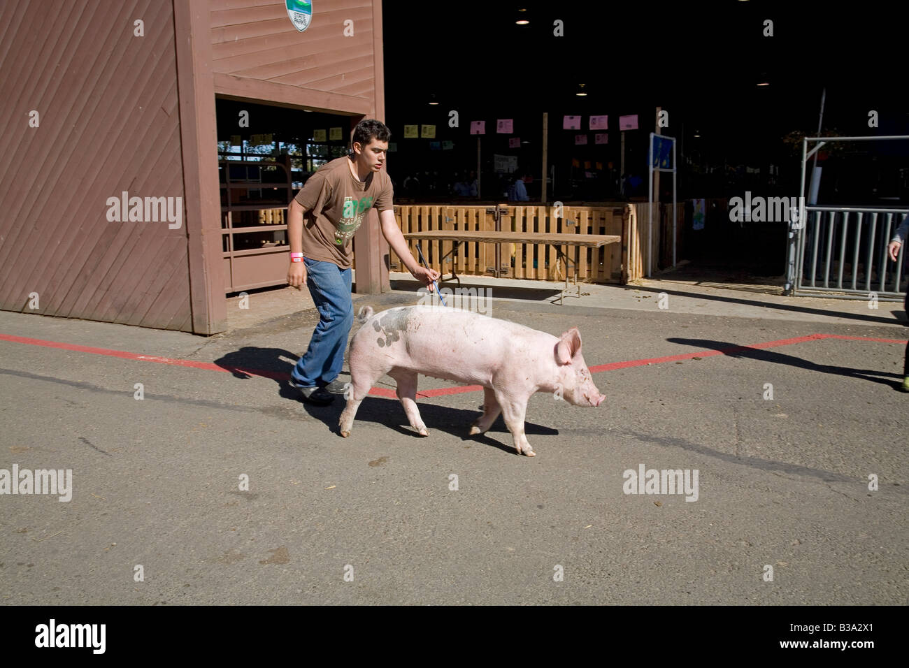 Un membre de la FFA les futurs agriculteurs d'Amérique promène son cochon à la concurrence porcine de la Oregon State Fair Banque D'Images