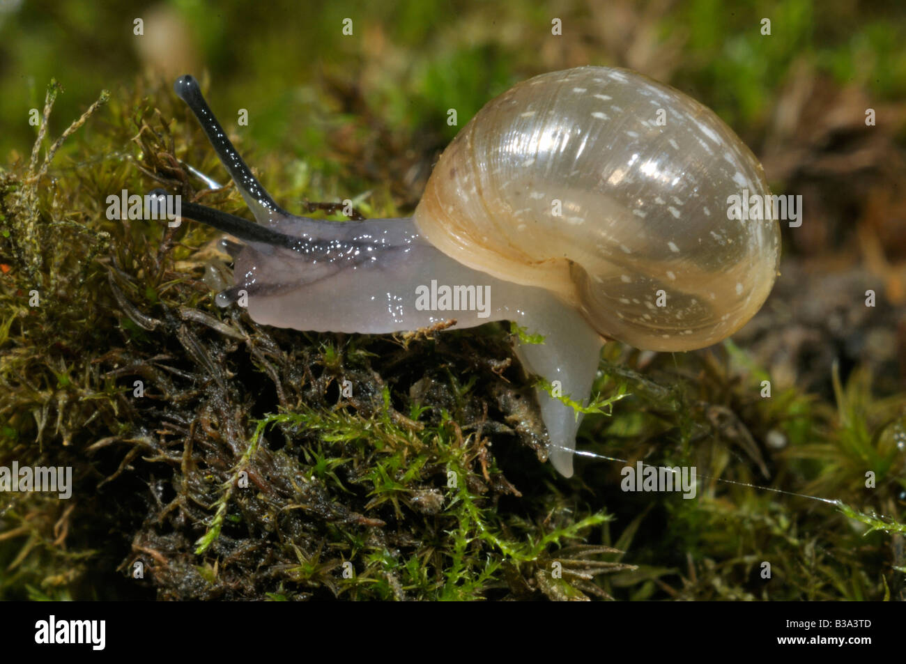 Escargot romain, les escargots escargot, escargots (Helix pomatia), 14 jours snail Banque D'Images