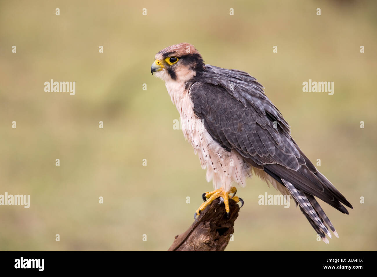 Faucon lanier Falco biarmicus Parc national de Manyara Tanzanie Banque D'Images