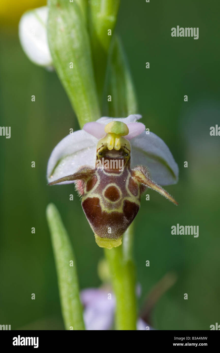 Woodcock scolopax Ophrys Orchidées cornuta Grèce Banque D'Images