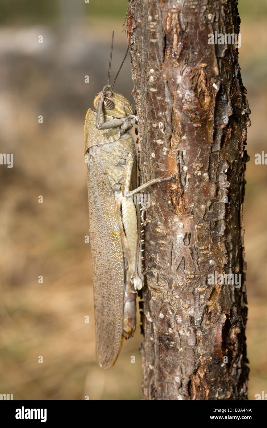 Sauterelle Anacridium aegyptium égyptien Banque D'Images