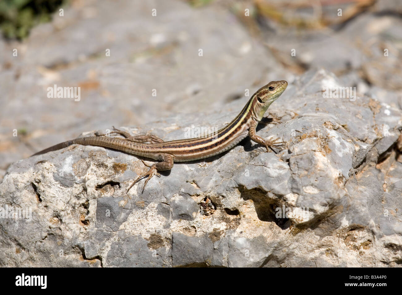 Lézard des murailles Podarcis peloponnesiaca Péloponnèse Péloponnèse, Grèce Banque D'Images