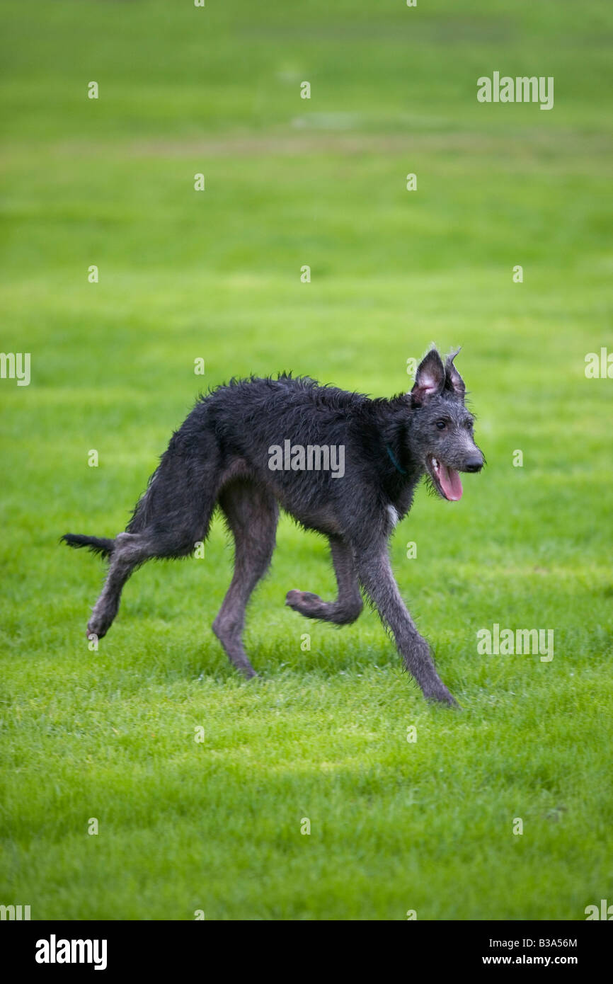 Irish Wolfhound chiot 9 mois Banque D'Images