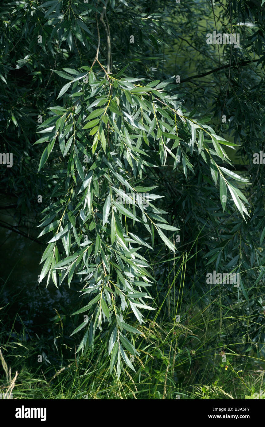 Le saule blanc (Salix alba), des rameaux avec feuilles en été Banque D'Images