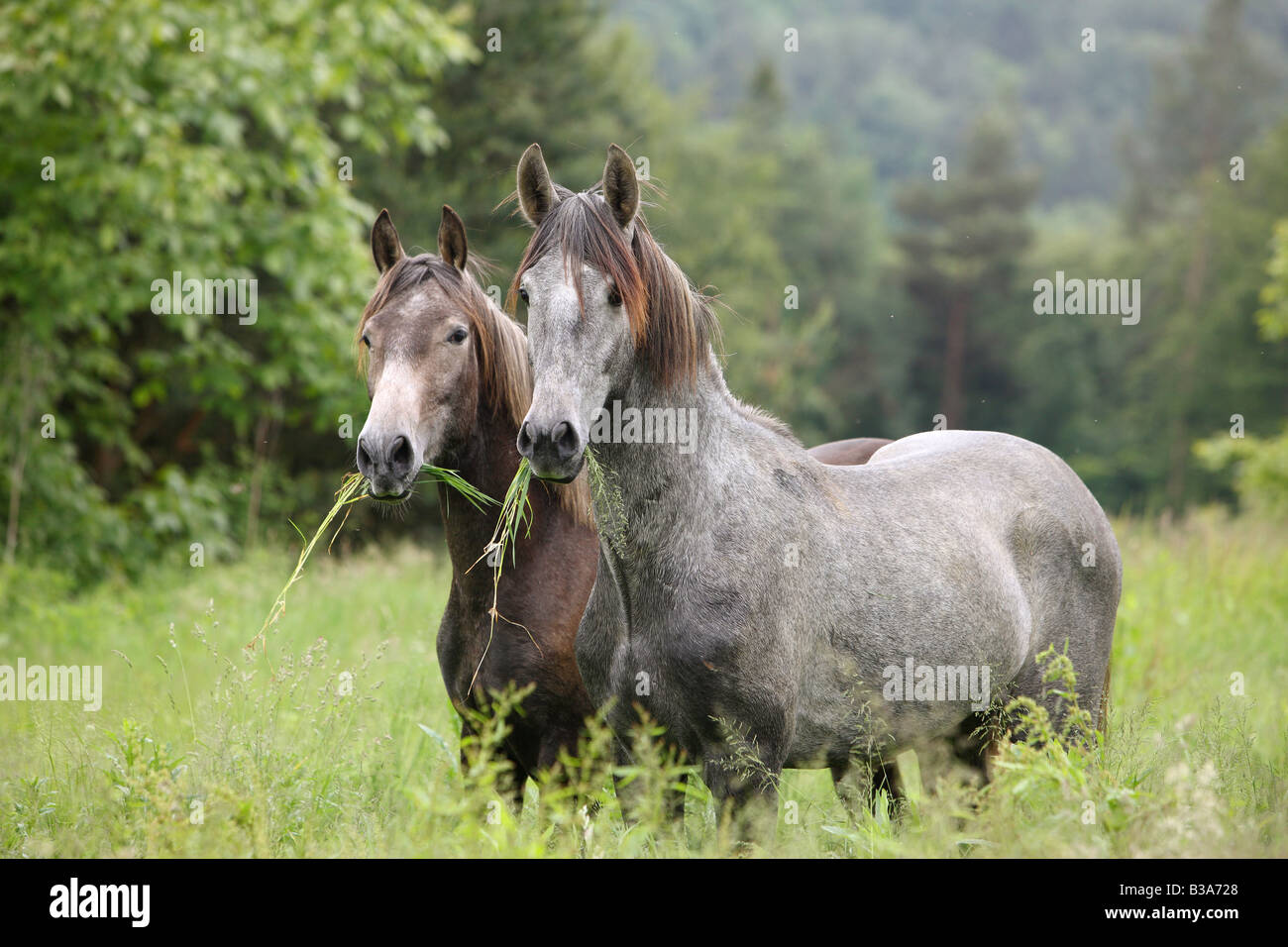Deux chevaux andalous - standing on meadow Banque D'Images