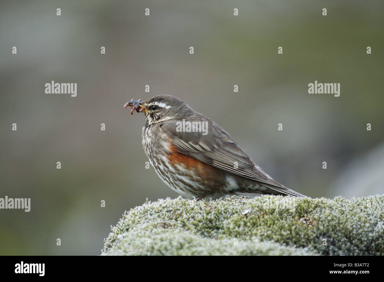 Redwing (Turdus iliacus). Adulte avec nourriture pour les poussins dans son bec Banque D'Images