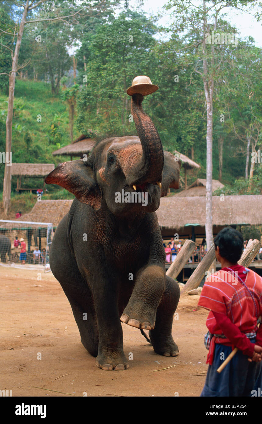 La Thaïlande, Chiang Mai, Mae Sa Elephant Camp, Elephant Show Banque D'Images