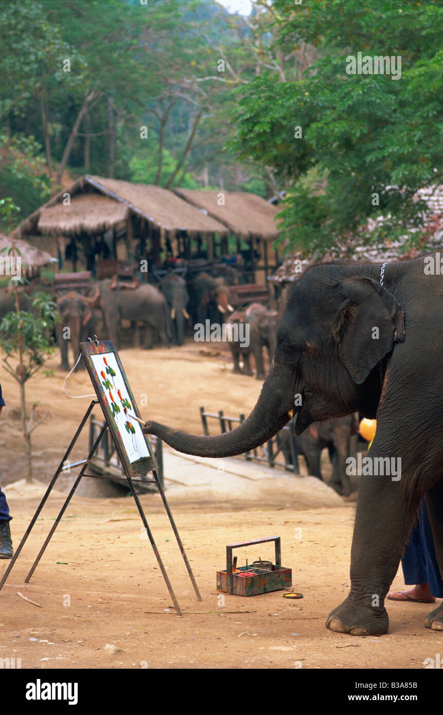 La Thaïlande, Chiang Mai, Mae Sa Elephant Camp, Elephant Show, Éléphant Peinture avec Trunk Banque D'Images