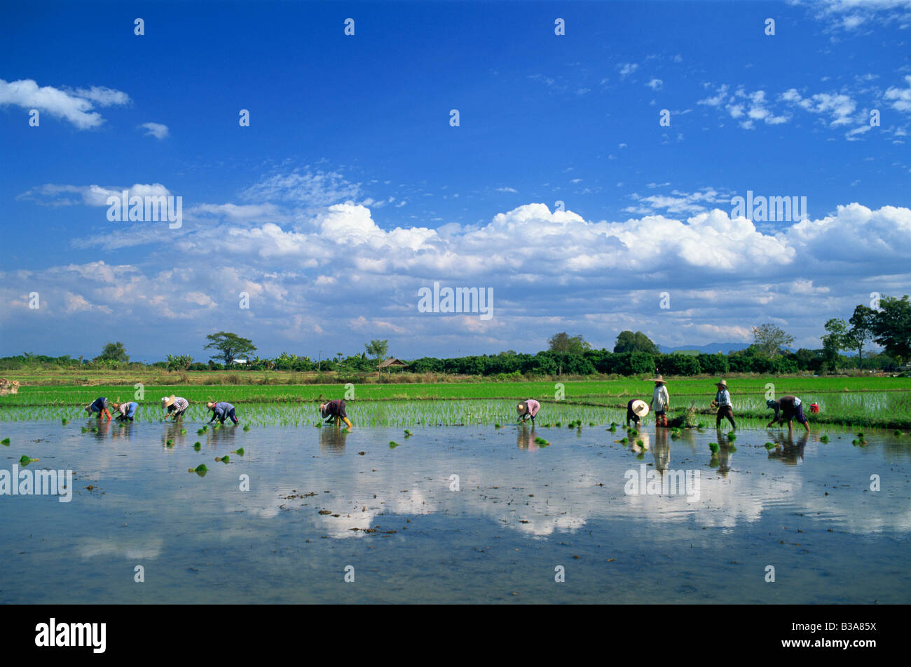 La Thaïlande, Chiang Mai, la plantation du riz Banque D'Images