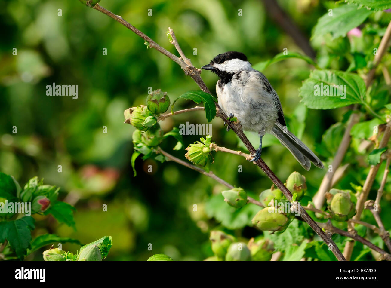 Carolina Chickadee, Poecile carolinensis, perches dans un arbuste de Sharon, Hibiscus syriacus. Oklahoma City, Oklahoma, États-Unis. Banque D'Images