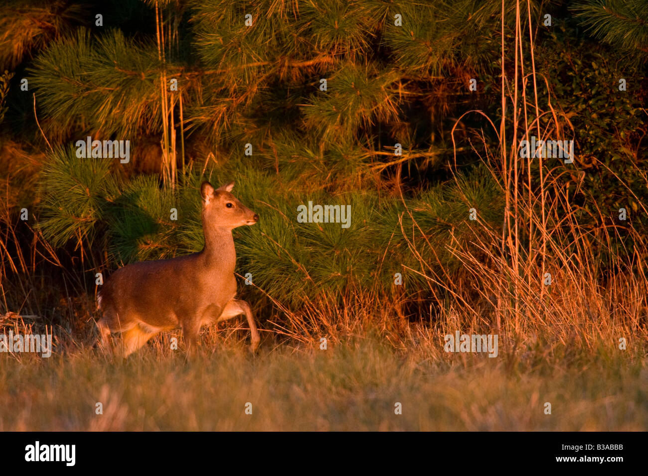 Sika le wapiti (Cervus nippon) Le SIKA est une espèce asiatique exotique Banque D'Images