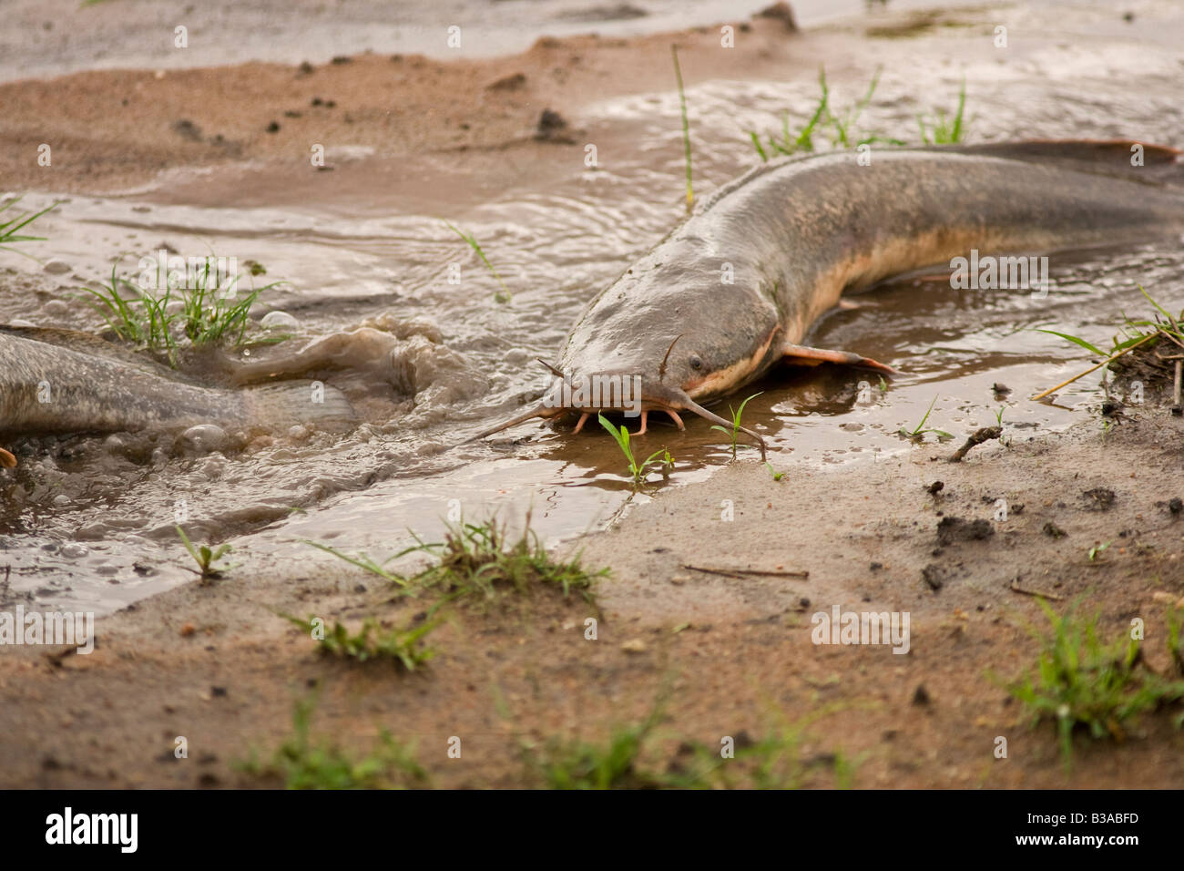 Balade de poisson-chat (Clarias batrachus) font leur chemin à travers la terre pour frayer dans les petits rainpools Banque D'Images