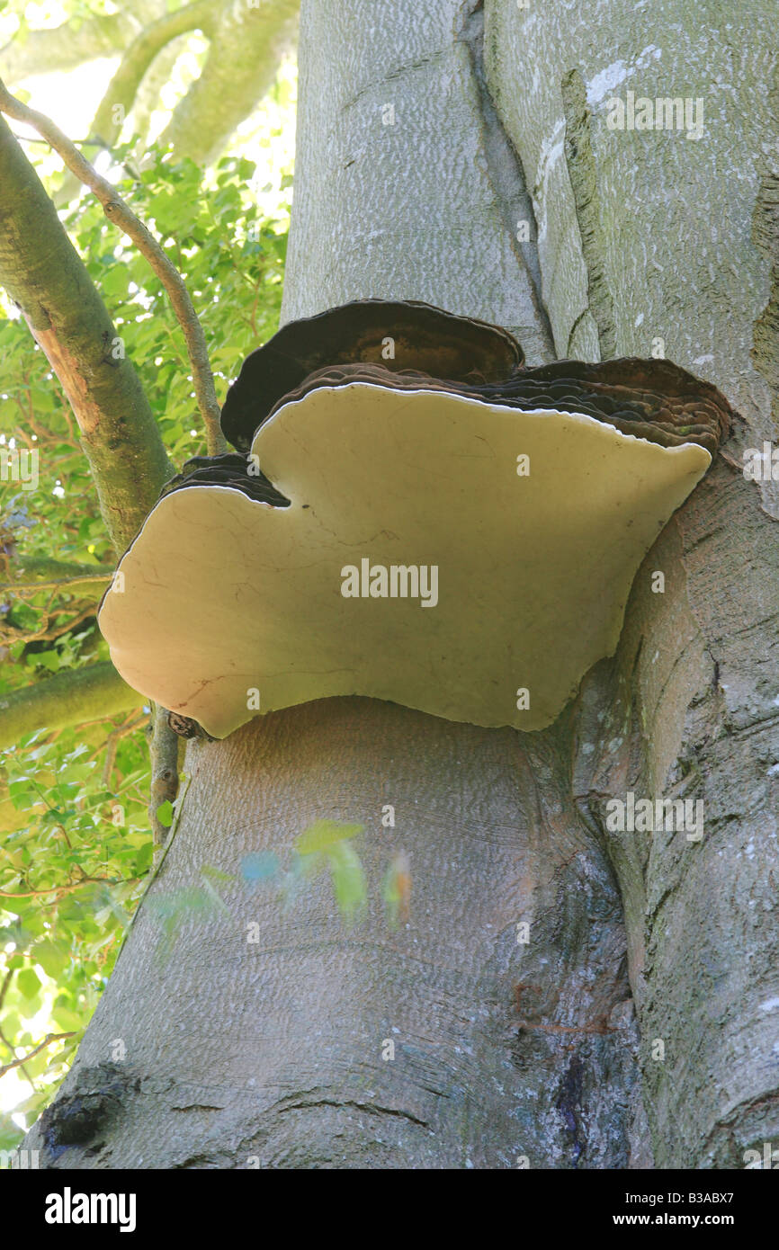 Grand Champignon sur Beech Tree. Ganoderma peut-être. Banque D'Images