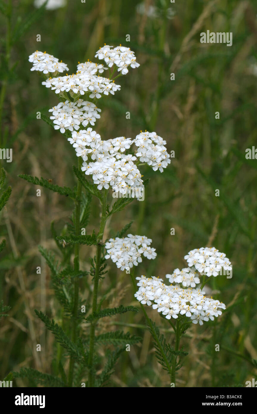 L'Achillea millefolium Achillée (commune), la floraison Banque D'Images