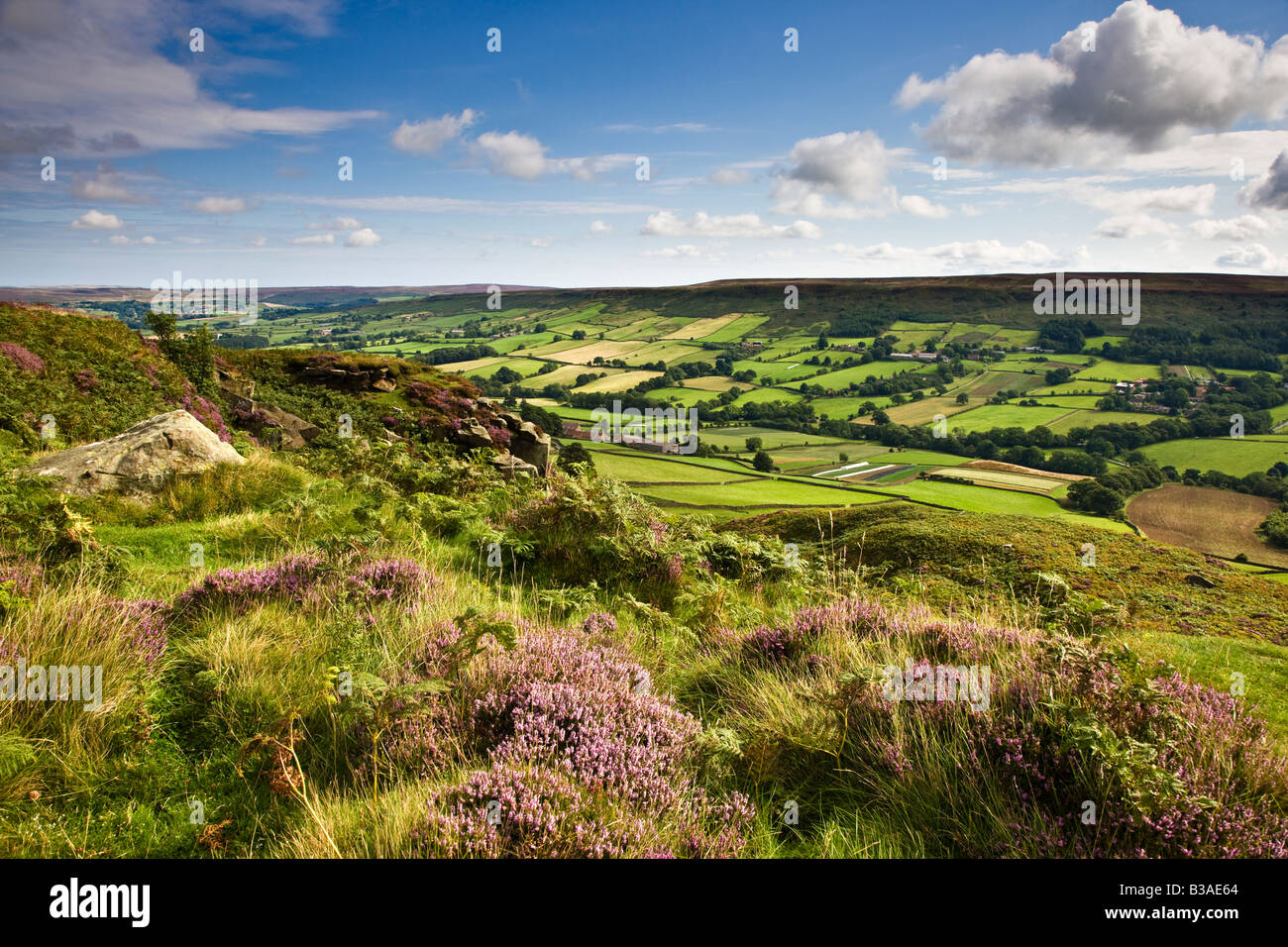 Au-dessus de la lande de bruyère dans Danbydale North York Moors Août Banque D'Images