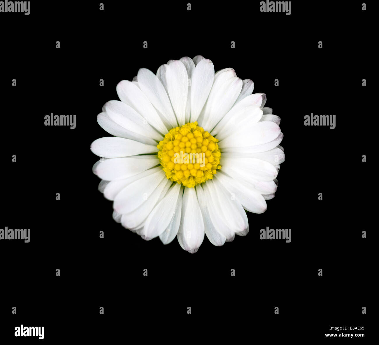 Daisy le noir Banque D'Images