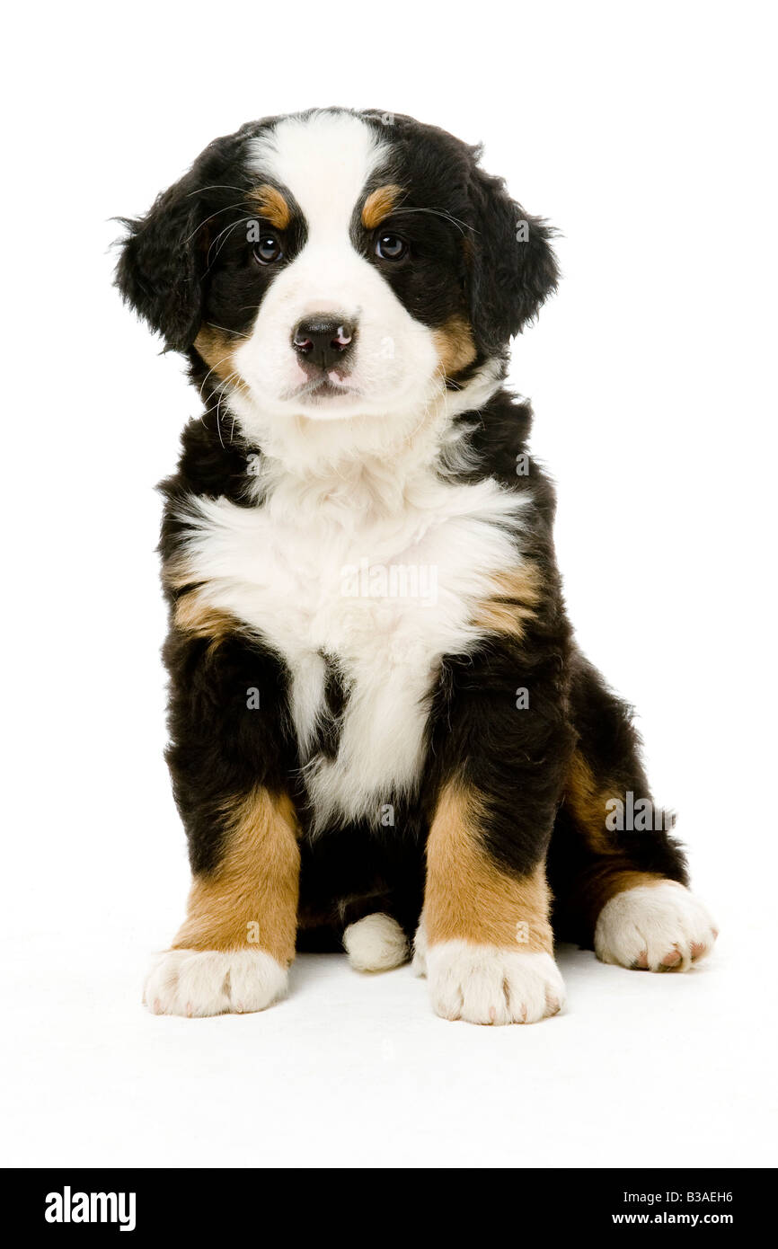 Chiot Banque D'Images