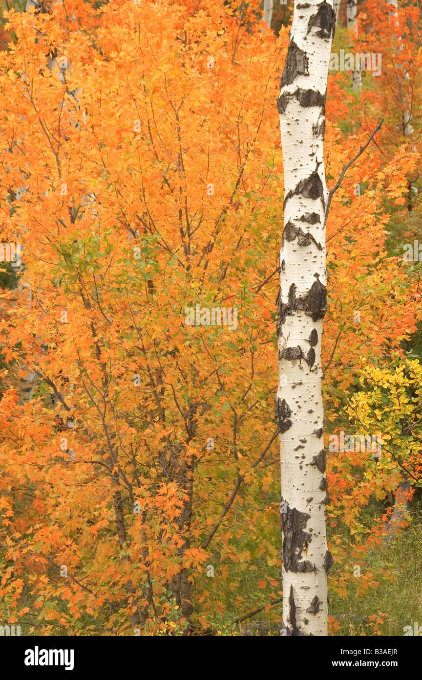 Stand de l'Écorce blanc arbres en automne avec le tournant rouge orange jaune feuilles Tremble peuplier Banque D'Images