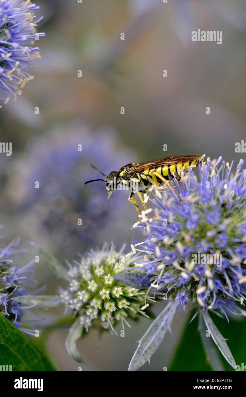 Digger Wasp on Sea Holly Banque D'Images