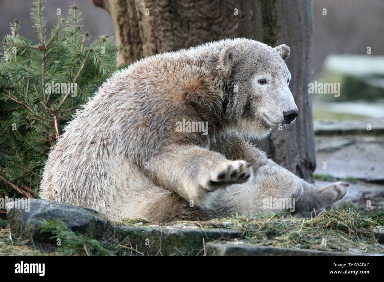 Knut l'ours polaire (Ursus maritimus) cub bénéficiant dans son enclos au zoo de Berlin, Allemagne Banque D'Images