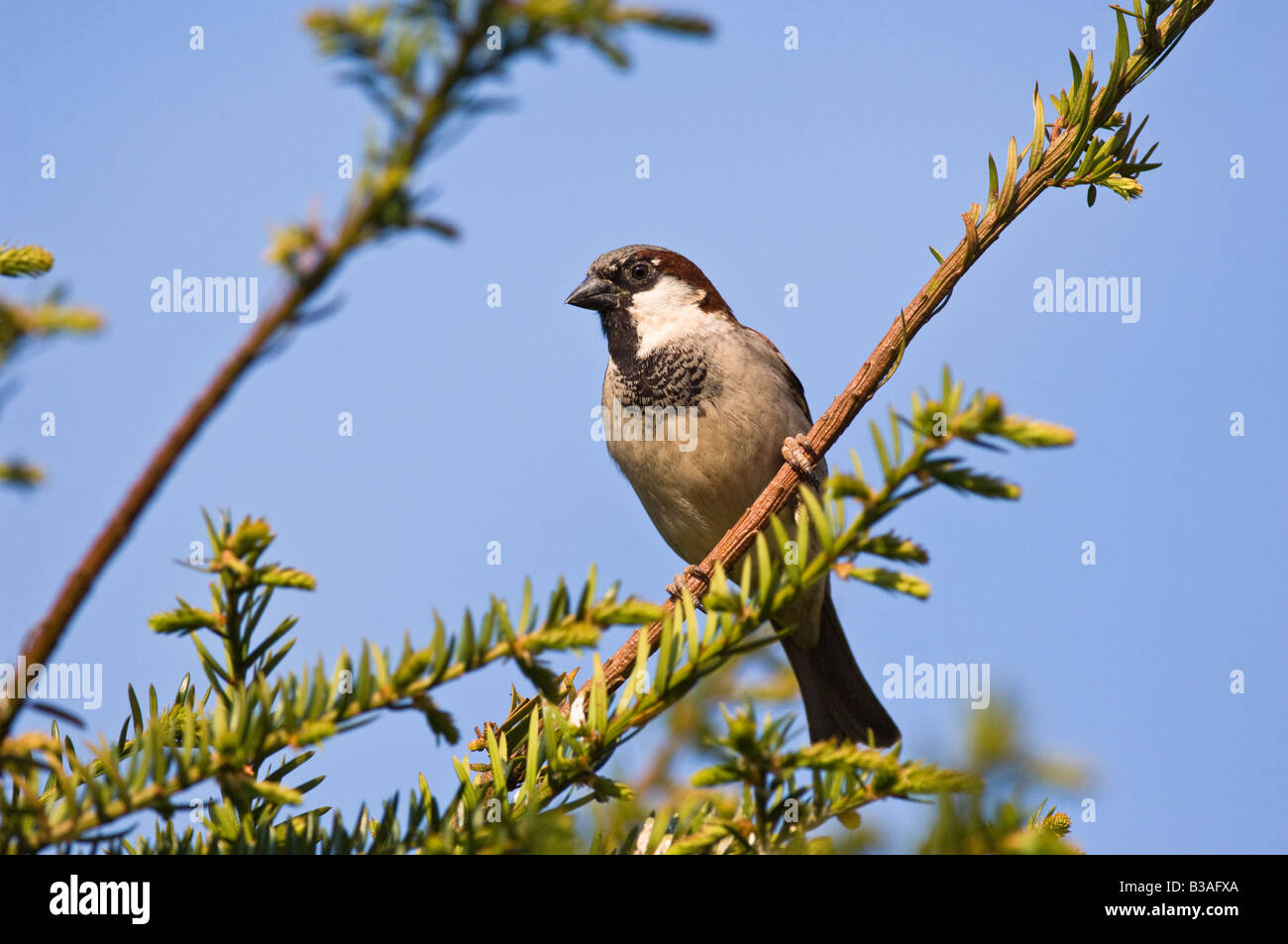 Moineau domestique mâle perché sur l'arbre d'If. Banque D'Images