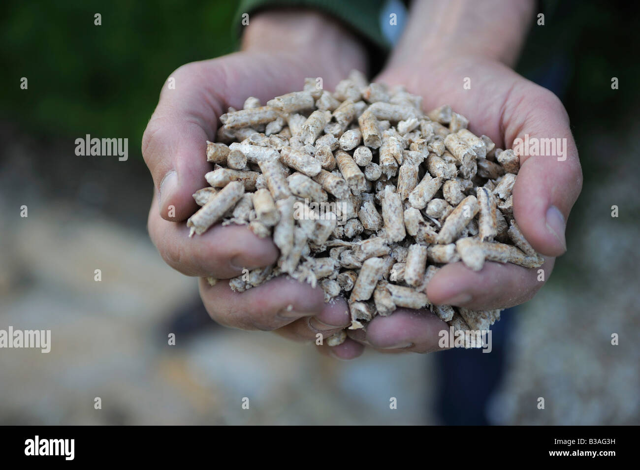 Un mans hands holding granulés bois à brûler dans une chaudière écologique. Banque D'Images