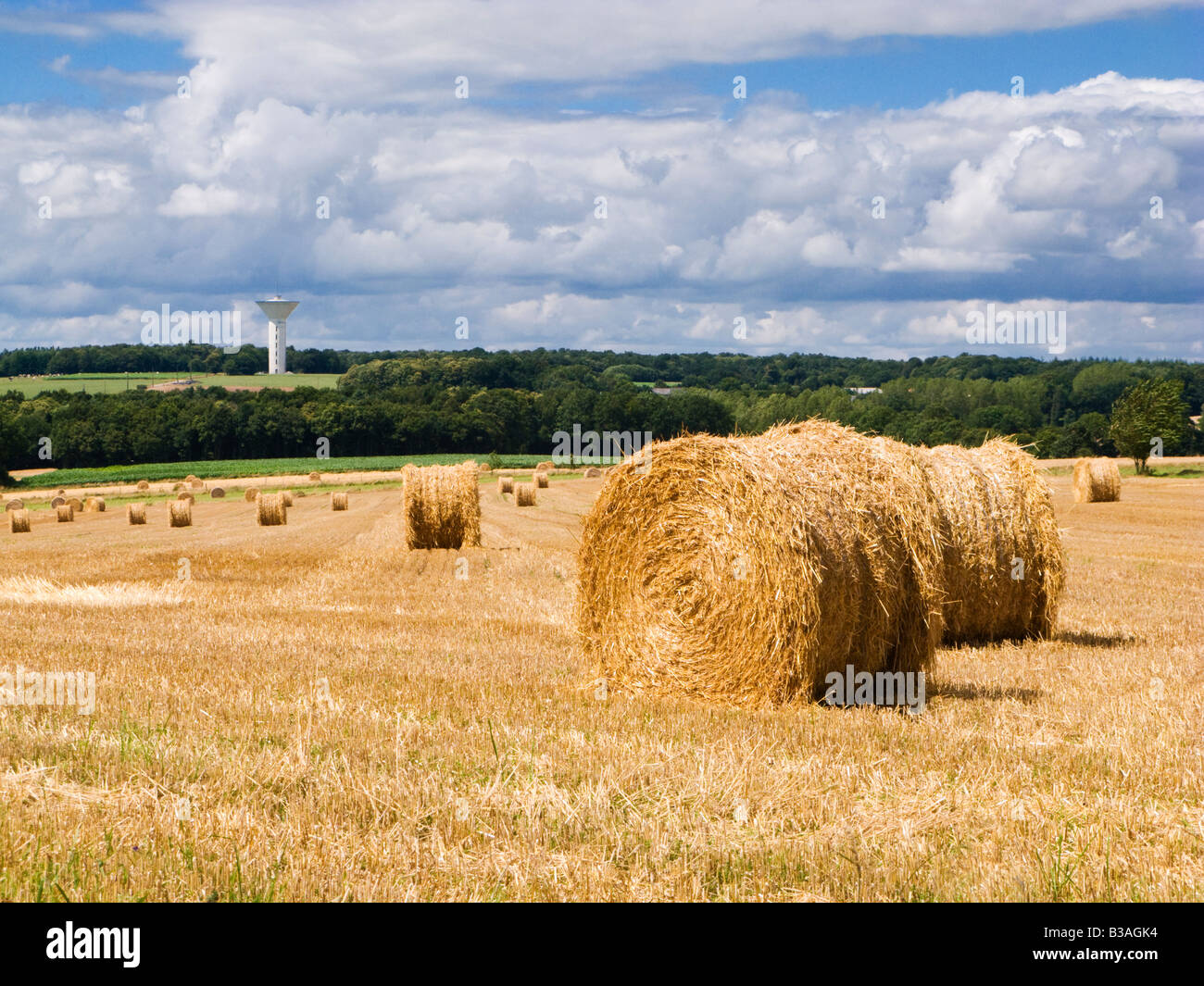 Paysage de campagne, Bretagne Morbihan, Bretagne, France Banque D'Images