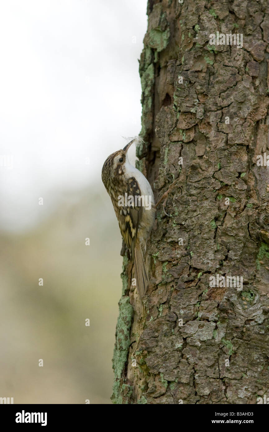 Certhia familiaris - tree creeper avec matériel de nidification Banque D'Images
