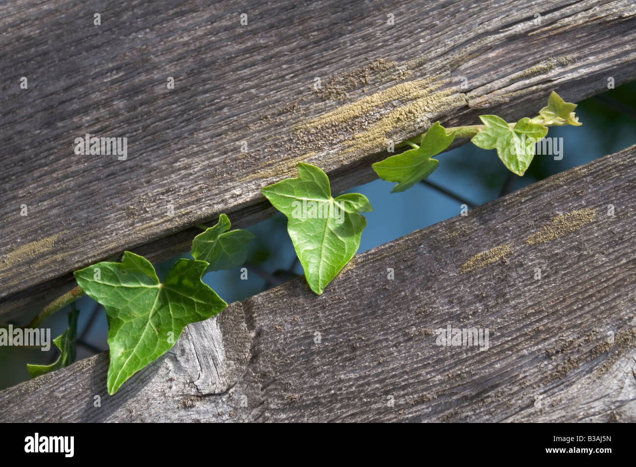 Voyager vert et plantes grimpantes vigne clôture en bois Banque D'Images