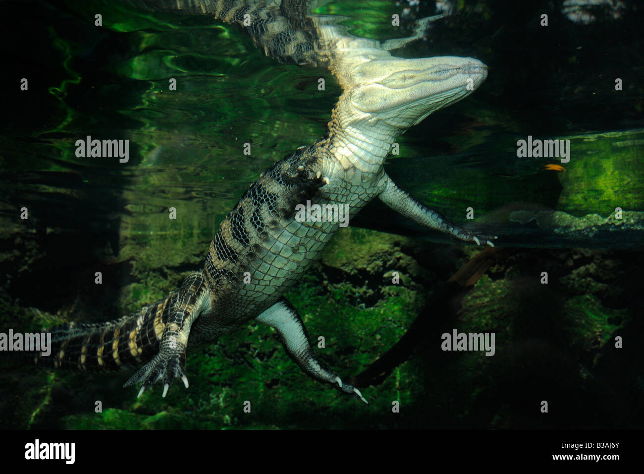 Alligator Alligator mississippiensis ( ) Banque D'Images