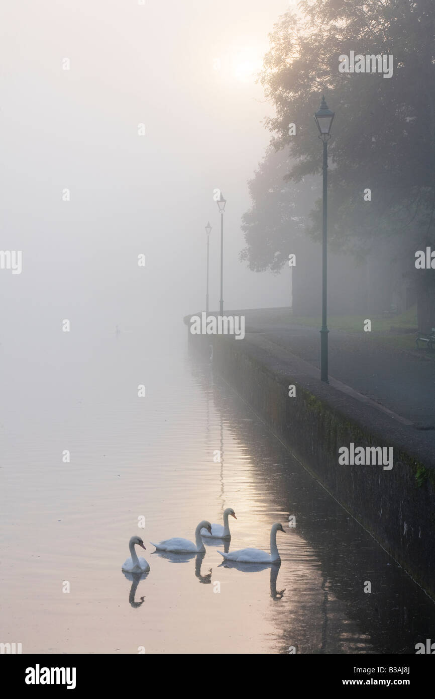 Un misty dawn atmosphériques avec des cygnes et autres oiseaux sur l'étang de Pembroke au Pays de Galles, Royaume-Uni Banque D'Images