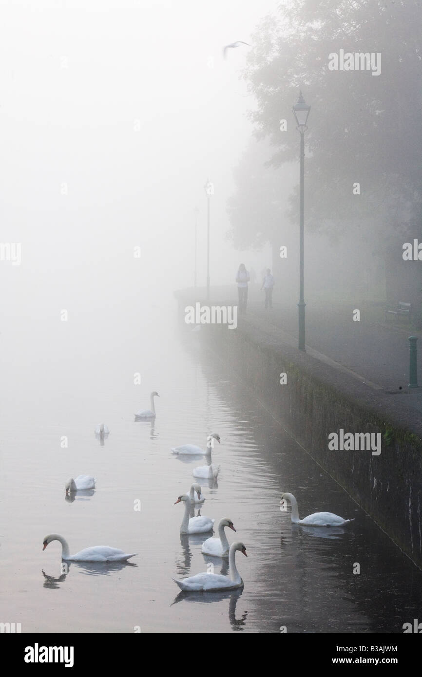 Un misty dawn atmosphériques avec des cygnes et autres oiseaux sur l'étang de Pembroke au Pays de Galles, Royaume-Uni Banque D'Images
