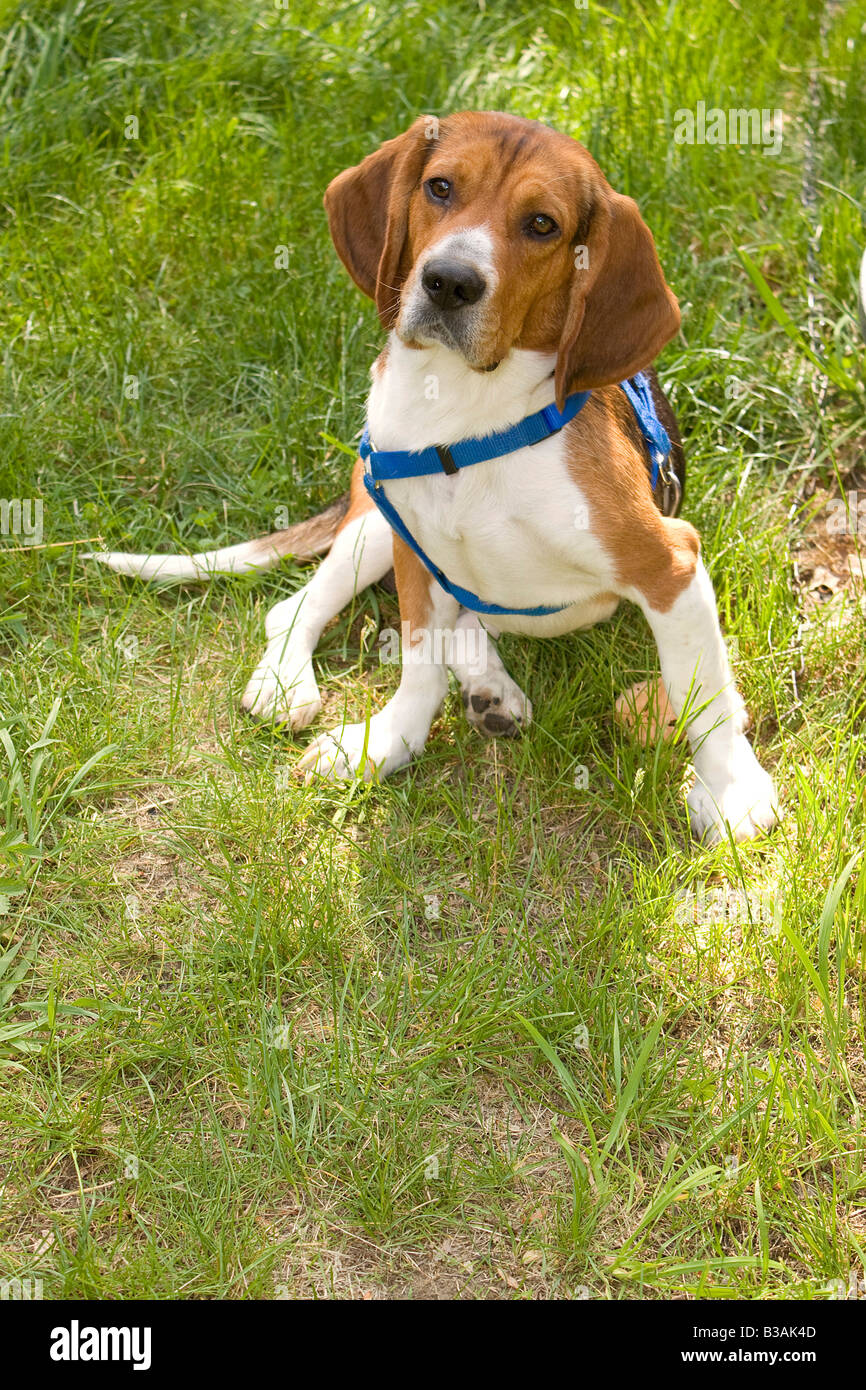 Un jeune chiot beagle drôle de séance Banque D'Images