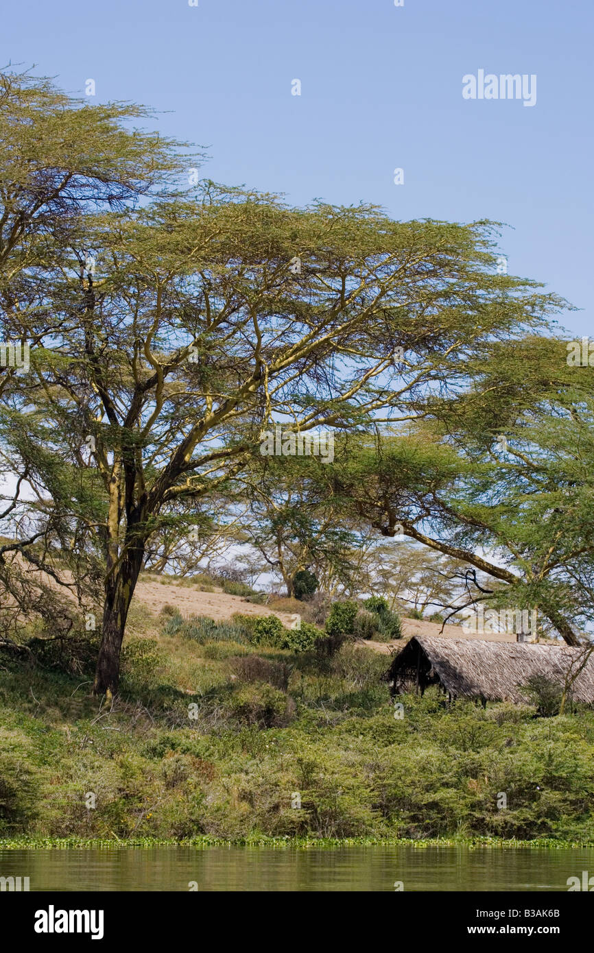 Acacia arbres à écorce jaune au lac Naivasha, Kenya Africa Great Rift Valley Banque D'Images