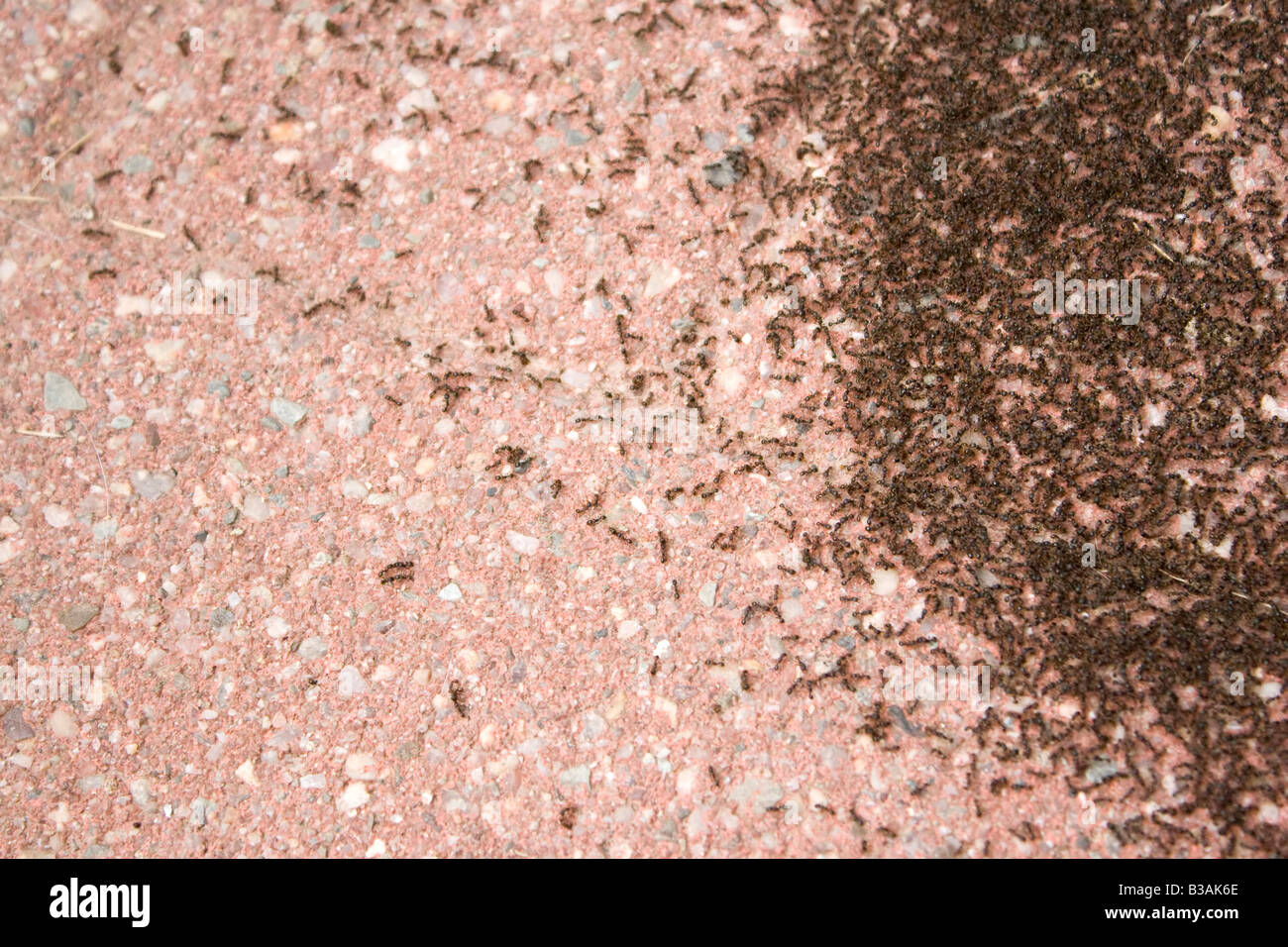 Une colonie de minuscules fourmis attaque une zone de la patio il ressemble à des grains de café Banque D'Images