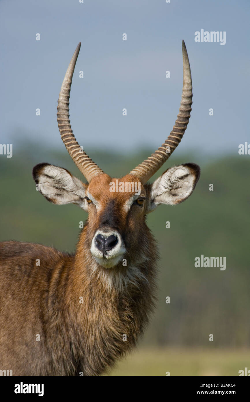 Cobe Defassa Kobus ellipsiprymnus defassa dans le lac Nakuru au Kenya Banque D'Images