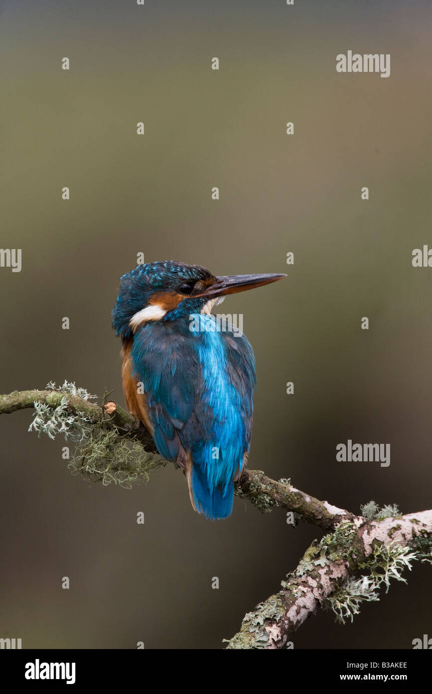 Alcedo atthis kingfisher adoptée au Royaume-Uni sur l'ouest du pays de Galles river Banque D'Images