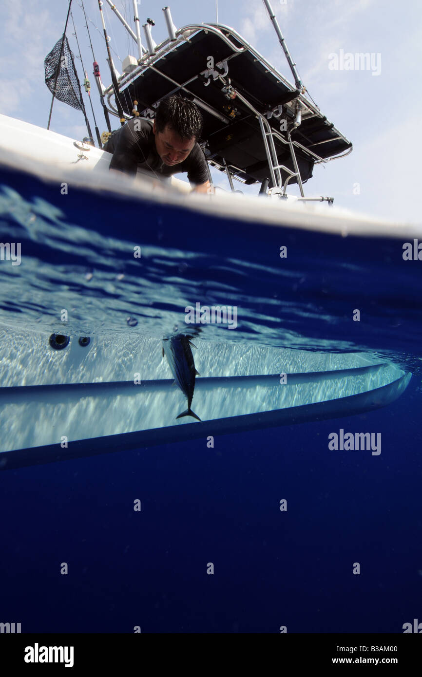 Le listao tire pêcheur accrochés en ligne à pêche Katsuwonus pelamis Kailua Kona Hawaii Banque D'Images