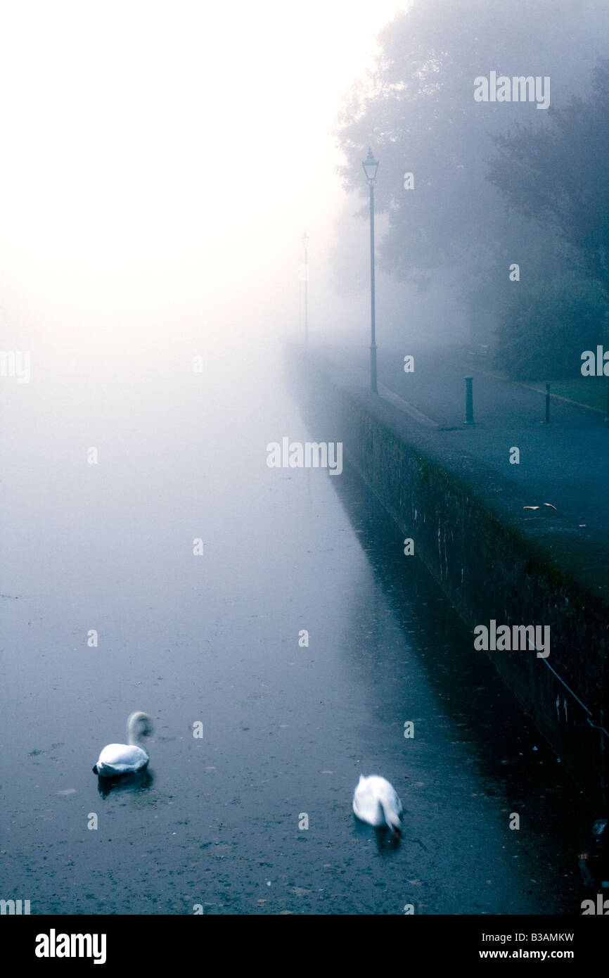 Un misty dawn atmosphériques avec des cygnes et autres oiseaux sur l'étang de Pembroke au Pays de Galles, Royaume-Uni Banque D'Images