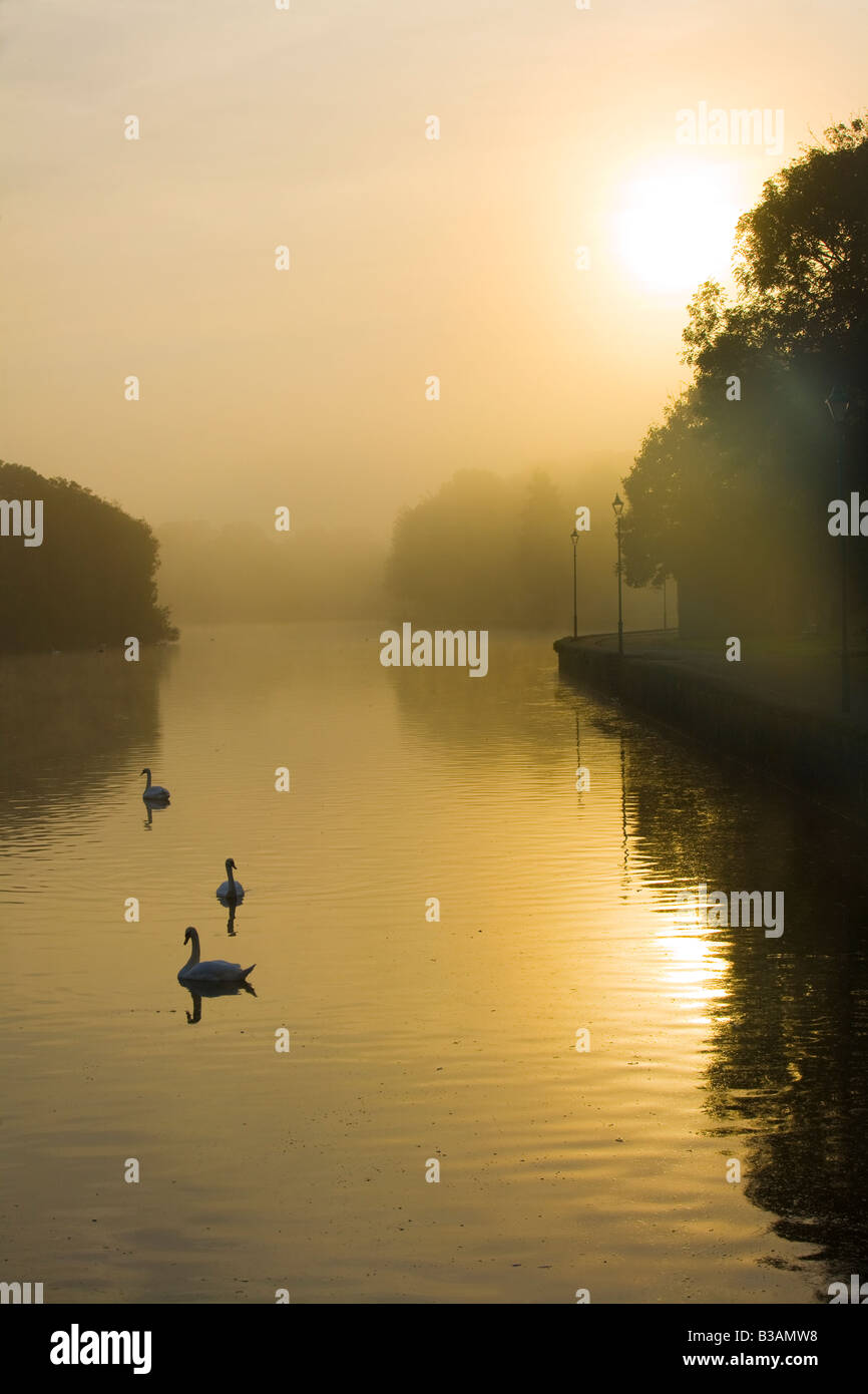 Un misty dawn atmosphériques avec des cygnes et autres oiseaux sur l'étang de Pembroke au Pays de Galles, Royaume-Uni Banque D'Images