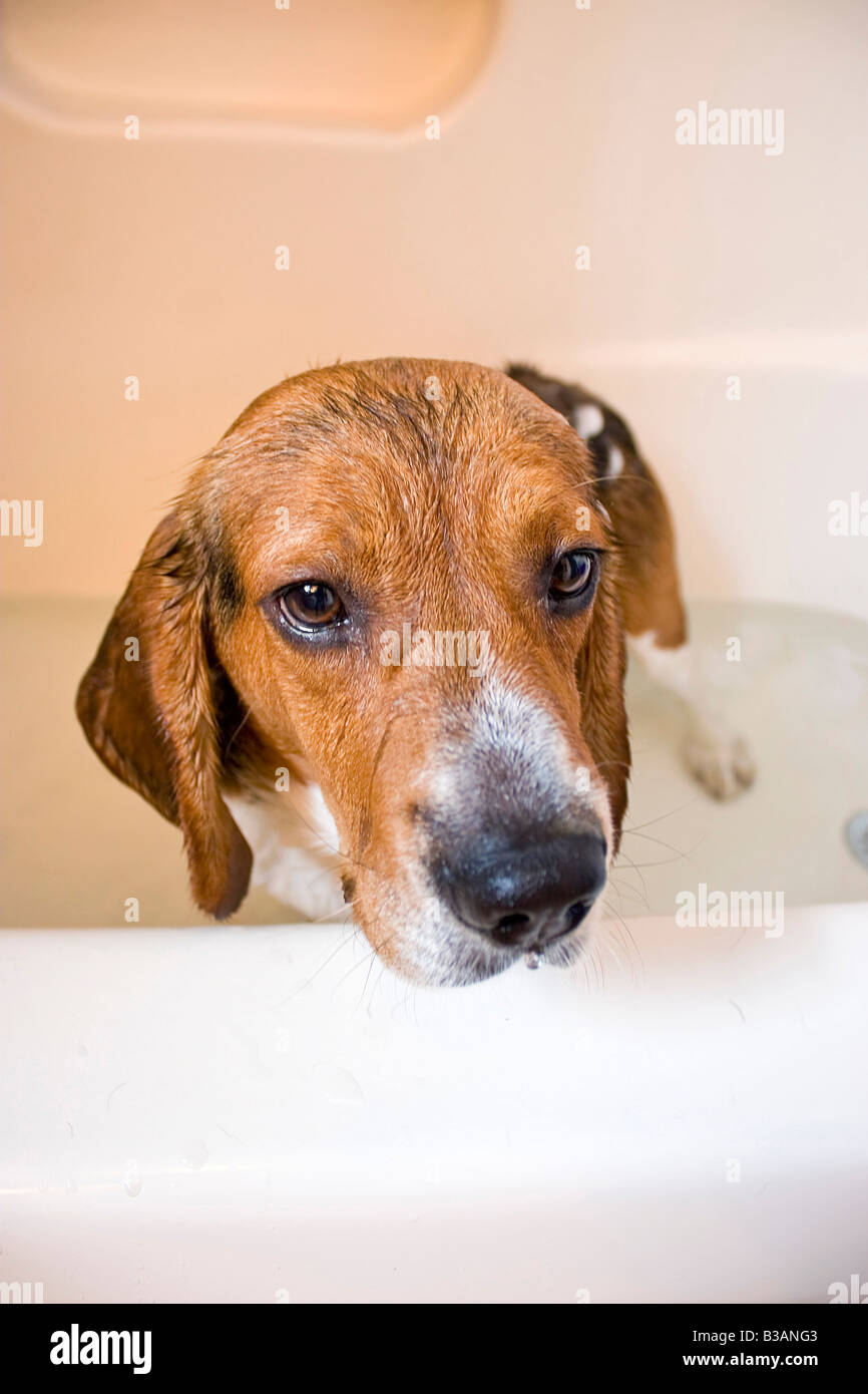 A beagle assis dans le bain à remous il ne semblent pas avoir un grand moment Banque D'Images